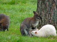 Sonstige Tiere im Park